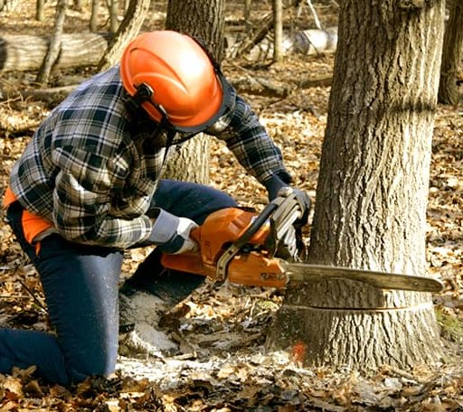 Tree Removal in East Flat Rock, NC